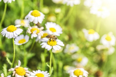 أقحوان زهرة الذهب feverfew: أفضل عشبة لعلاج وجع الرأس والصداع النصفي