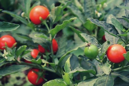 الأشواغاندا (الأشواجندا) Ashwagandha: النبتة التي تعطيك قوة الحصان