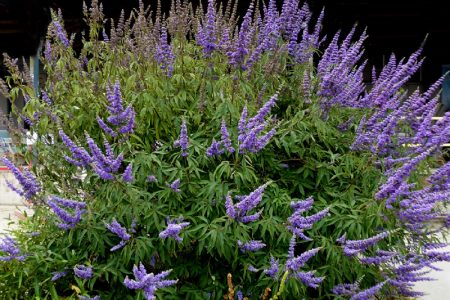 كف مريم Vitex agnus-castus لعلاج مشاكل الهرمونات عند النساء وأعراض ما قبل الحيض