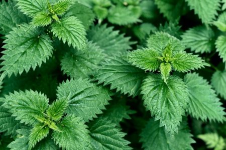القراص Nettle : عشبة تقوية الدم والقضاء على الالتهابات