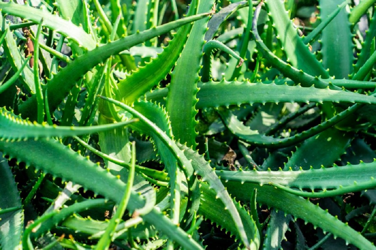 aloe vera