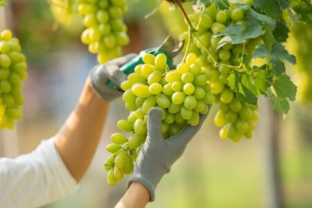 العنب وقشرته لقطع الشهية وتخفيض السكري